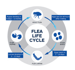 dog flea treatment