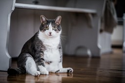 cat weight loss food