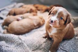 new puppy kitten checklist