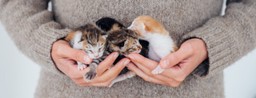 Checklist for new kitten joining the family