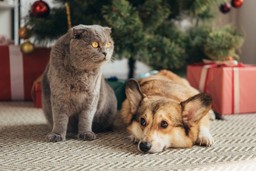 stress and anxiety in pets