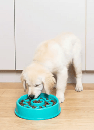 What Is Canine Enrichment, and why does it matter? – Moo Moo and Bear