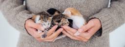 Checklist for new kitten joining the family