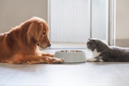 weight management food for dogs and cats