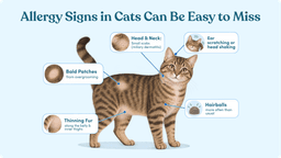 Diagram showing subtle allergy signs in cats, including overgrooming, bald patches, scabs, hairballs and ear scratching