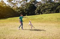 using behaviour modification to manage anxiety in dogs