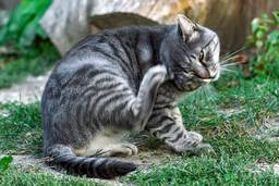 cat allergy