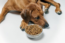 Loss of appetite symptom of diabetes in pets