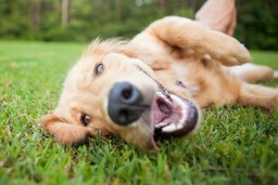 dog probiotics benefits