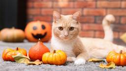 Ginger cat resting on a grey carpet beside decorative Halloween pumpkins.