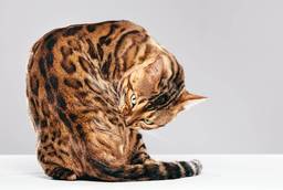 allergies in cats skin