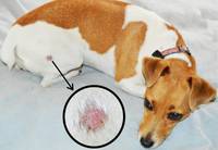 ringworm in dogs