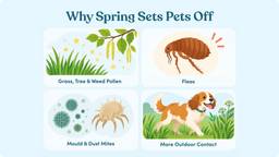 Common spring allergy triggers for pets, including pollen, fleas, mould, dust mites and outdoor grass contact