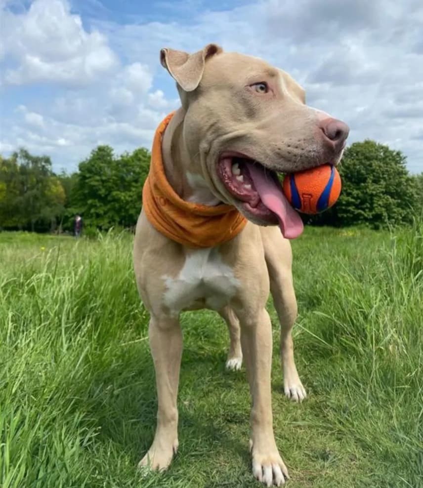 dog-walking-essentials-accessories-blog