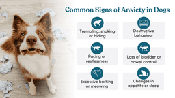 Common signs of anxiety in dogs