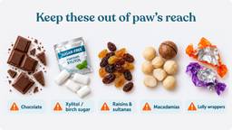 Halloween hazards to keep away from pets: chocolate, gum containing xylitol, raisins and sultanas, macadamias and lolly wrappers.